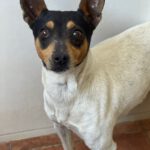 Bodeguero Mischling Minnie, 03/2023, ca. 38 cm