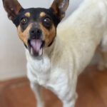 Bodeguero Mischling Minnie, 03/2023, ca. 38 cm