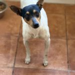 Bodeguero Mischling Minnie, 03/2023, ca. 38 cm