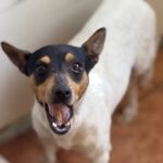 Bodeguero Mischling Minnie, 03/2023, ca. 38 cm