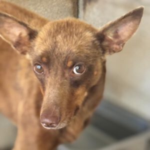 Podenco Mirian, 04/2025, ca. 40 cm