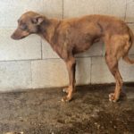 Podenco Mirian, 04/2025, ca. 40 cm