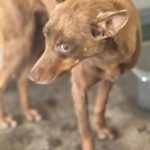 Podenco Mirian, 04/2025, ca. 40 cm