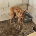 Podenco Mirian, 04/2025, ca. 40 cm