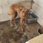 Podenco Mirian, 04/2025, ca. 40 cm