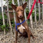 Podenco Maneto Mocha, 08/2024, ca. 35 cm, 94474 Vilshofen an der Donau