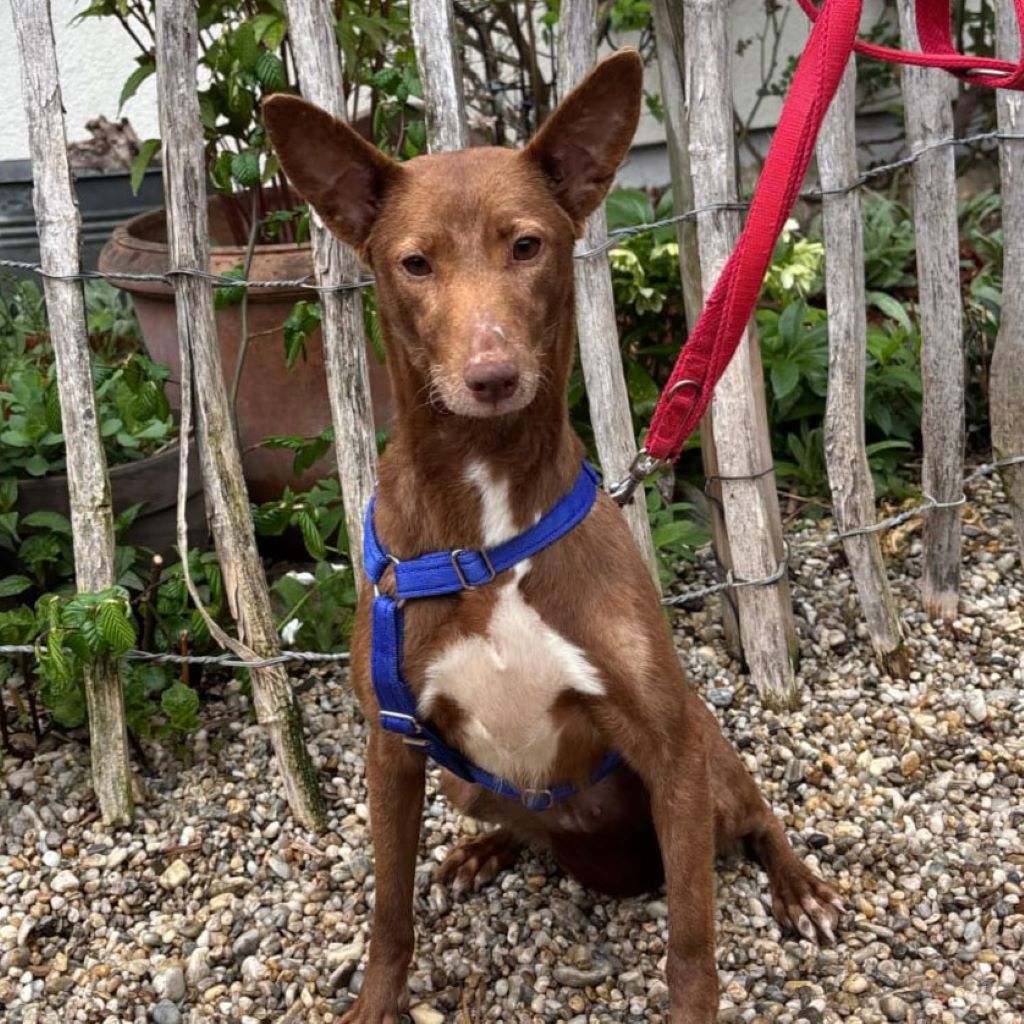 Podenco Maneto Mocha, 08/2024, ca. 35 cm, 94474 Vilshofen an der Donau