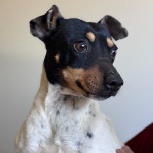 Bodeguero Mischling Molly, 11/2024, ca. 38 cm