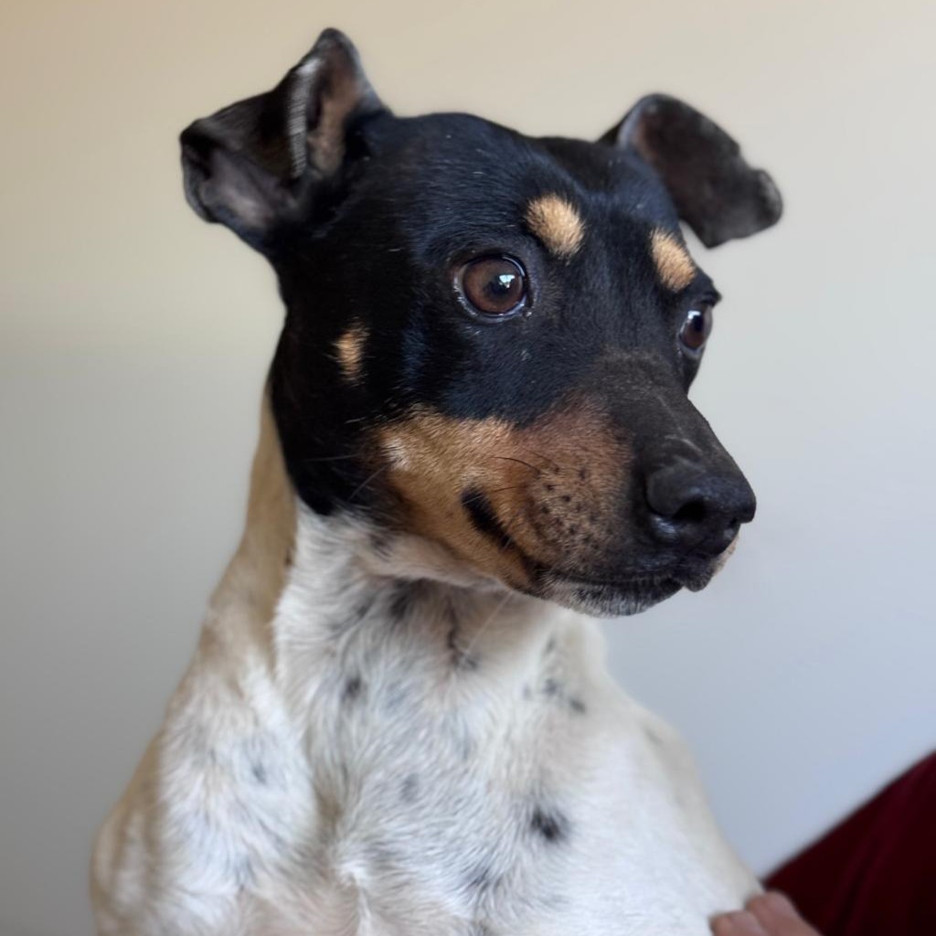 Bodeguero Mischling Molly, 11/2024, ca. 38 cm