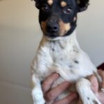 Bodeguero Mischling Molly, 11/2024, ca. 38 cm