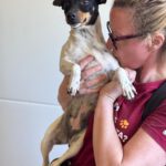 Bodeguero Mischling Molly, 11/2024, ca. 38 cm