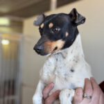 Bodeguero Mischling Molly, 11/2024, ca. 38 cm