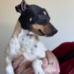 Bodeguero Mischling Molly, 11/2024, ca. 38 cm