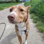 Podenco Mona, 03/2018, ca. 45 cm, 69469 Weinheim