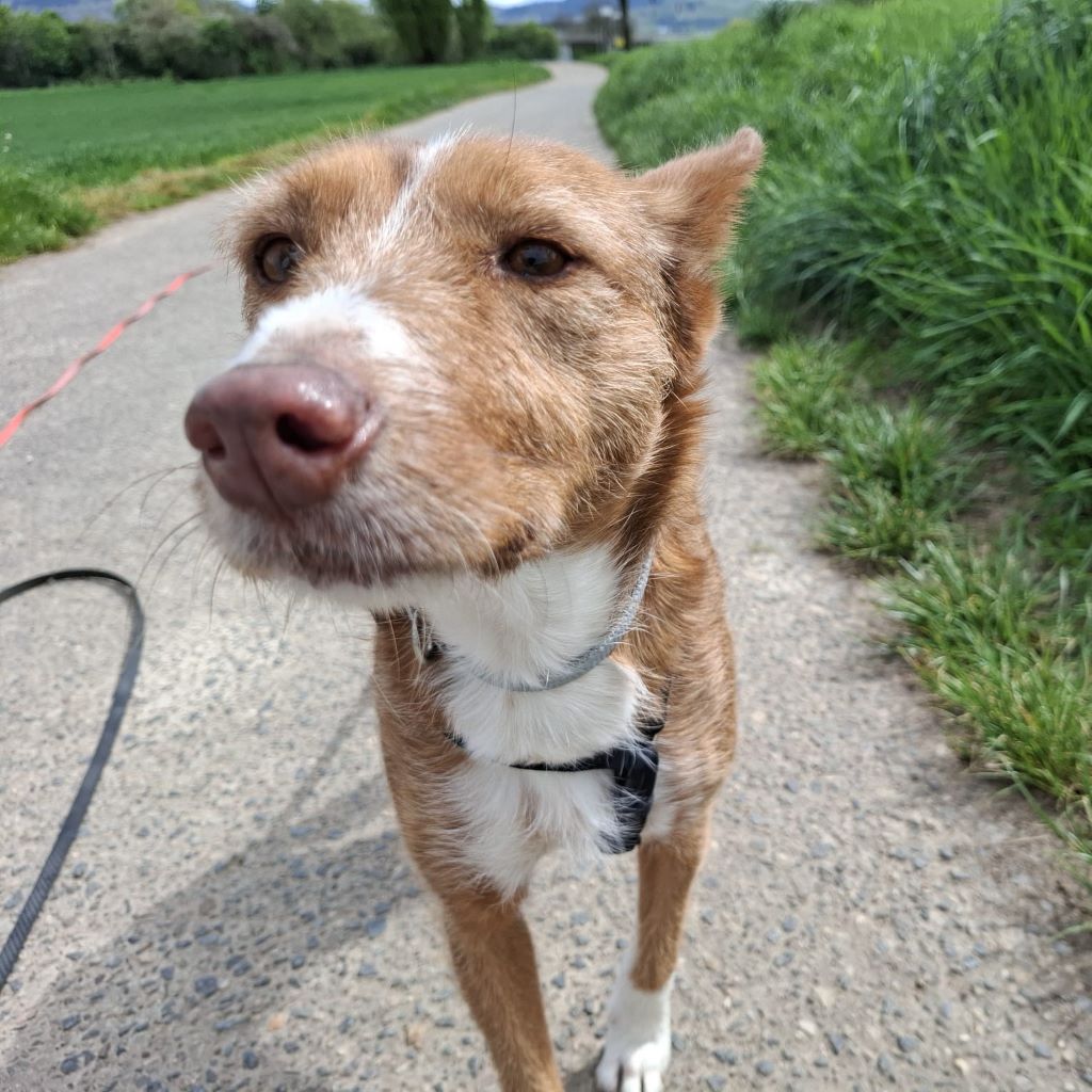 Podenco Mona, 03/2018, ca. 45 cm, 69469 Weinheim