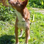 Podenco Mona, 03/2018, ca. 45 cm, 69469 Weinheim