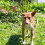 Podenco Mona, 03/2018, ca. 45 cm, 69469 Weinheim