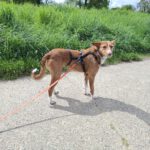 Podenco Mona, 03/2018, ca. 45 cm, 69469 Weinheim