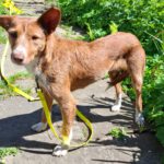 Podenco Mona, 03/2018, ca. 45 cm, 69469 Weinheim