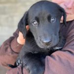 Labrador Mischling Morpheus, 12/2025, Endgröße ca. 55 cm