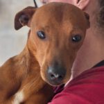 Podenco Mischling Muttley, 10/2024, ca. 40 cm