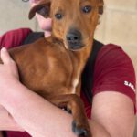 Podenco Mischling Muttley, 10/2024, ca. 40 cm