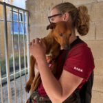 Podenco Mischling Muttley, 10/2024, ca. 40 cm