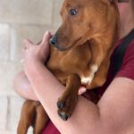 Podenco Mischling Muttley, 10/2024, ca. 40 cm