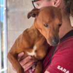 Podenco Mischling Muttley, 10/2024, ca. 40 cm