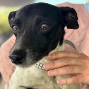 Bodeguero Nadine, 04/2024, ca. 40 cm