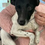 Bodeguero Nadine, 04/2024, ca. 40 cm