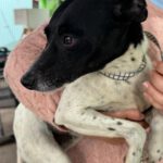 Bodeguero Nadine, 04/2024, ca. 40 cm