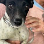 Bodeguero Nadine, 04/2024, ca. 40 cm