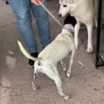 Bodeguero Nadine, 04/2024, ca. 40 cm