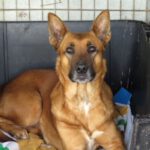 Mischling Nairobi, 02/2021, ca. 65 cm