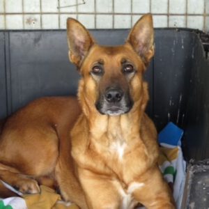 Mischling Nairobi, 02/2021, ca. 65 cm