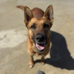 Mischling Nairobi, 02/2021, ca. 65 cm