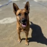 Mischling Nairobi, 02/2021, ca. 65 cm