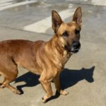 Mischling Nairobi, 02/2021, ca. 65 cm