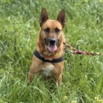 Mischling Nairobi, 02/2021, ca. 65 cm