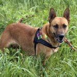 Mischling Nairobi, 02/2021, ca. 65 cm