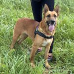 Mischling Nairobi, 02/2021, ca. 65 cm