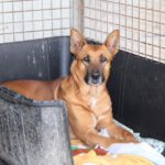 Mischling Nairobi, 02/2021, ca. 65 cm