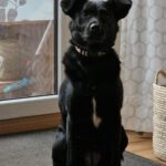 Mischling Nala, 11/2023, ca. 51 cm