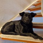 Mischling Nala, 11/2023, ca. 51 cm