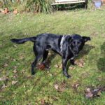 Mischling Nala, 11/2023, ca. 51 cm