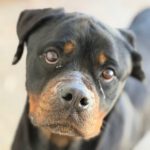 Rottweiler Nala al andalus, 04/2024, ca. 60 cm