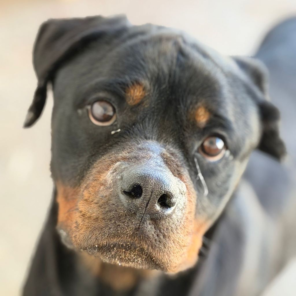 Rottweiler Nala al andalus, 04/2024, ca. 60 cm