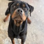 Rottweiler Nala al andalus, 04/2024, ca. 60 cm