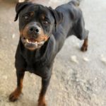 Rottweiler Nala al andalus, 04/2024, ca. 60 cm